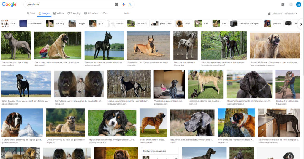 Screen de la page de résultat Image de la recherche "Grand chien"